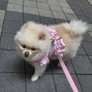 블링블링하개 이미지