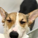 니코복코 이미지