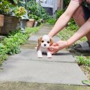 착한애견분양(원주점) 이미지