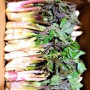 [ 봄나물 * 할인판매 ] 노지 땅두릅, 취나물, 방풍나물, 상추, 연한열무 ... 합포장 가능 이미지