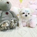 The 쇼독 이미지