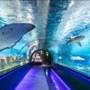 아쿠아리움 이미지