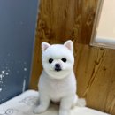 도도그루밍 이미지