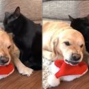 그루밍 스튜디오 이미지