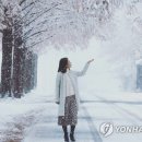 진안 메타세쿼이아길 이미지