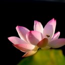 시나브로 이미지