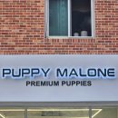 퍼피말론 강아지분양 울산점 이미지