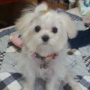 펫클럽 오산점 이미지