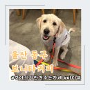 울산 동구 [보니타커피] 애견동반 가능한 일산지 바다뷰 카페