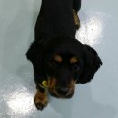 카페독스 이미지