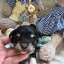 태원켄넬 이미지