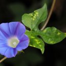 소리나팔꽃 이미지