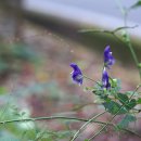 투구꽃 Aconitum jaluense Kom. 이미지