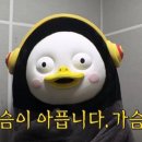 보라펫 이미지