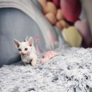 블루랙돌 이미지