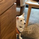 당당이 애견 이미지