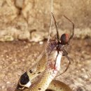 호주의 흔한 거미.gif 이미지