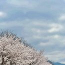 오마뎅 과천자이점 | 2026 렛츠런파크 서울 벚꽃축제 후기 : 개화 현황, 축제 정보, 주차 팁, 푸드트럭, 포토존, 승마체험