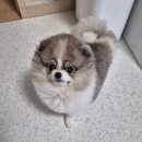 슈앤트리 | 슈앤트리 예약 가격 정보 내돈내산 후기, 포메라니안 배냇미용 곰돌이컷 물개컷