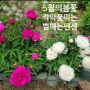 작약꽃펜션 이미지