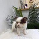 마리켄넬 24시강아지분양 애견분양 애견샵 이미지