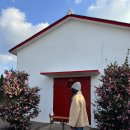 훈식 | 제주도 서귀포 훈식이네 동백밭 무료관람 후기 입장료