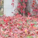 참새의 정원 이미지