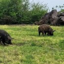 제주 와일드 이미지