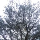 제주 밭담숲 치유농장 | 800년의 숨결 속으로: 평대리 비자림, 신비로운 치유의 숲길