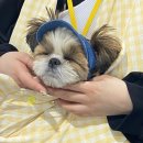 Sara pet (사라펫) | 강아지(시츄) / 두루일기 - 첫 케이펫페어 가다 케이펫페어 서울(세텍)