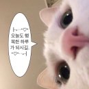 백설기캠핑장 이미지
