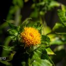 홍염장(무형) 이미지