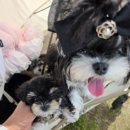 태원켄넬 이미지