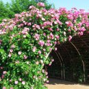 장미정원 이미지