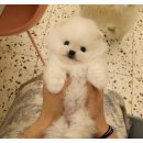 플랜멍 강아지분양 대구본점 이미지