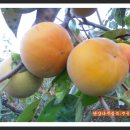 용담농장 이미지