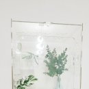 Tree Pet(트리펫) | 진로 개구리 화이트 트리 프로그 블루폼 베이비 입양...X 30cm X 45cm 테라리움 꾸미기 후기 일지 기록