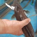 바다&장어 이미지