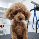 멍이발소 이미지