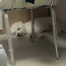 동물병원 오월의산책 | 안양동물병원 “오월의산책”강아지 치아 발치 8개(솔직 후기)