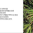 301 쏘 팔메토, Saw palmetto 이미지