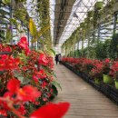 아산가든 | 밖은 겨울 안은 봄, 아산 세계꽃식물원 리아프가든센터 실내온실 후기