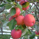 하늘농장3 이미지