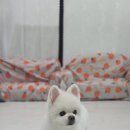 몽이 애견샵 이미지
