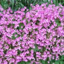 동막농장 이미지