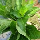 풀꽃농장 이미지