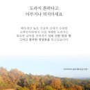 3 | 홍도라지생강진액청 솔직 후기 │ 영주 도라지미 3년근 도라지 기관지 건강차 추천