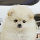 다 Daum카페