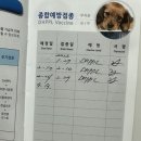 야옹아 멍멍해봐 대흥점 이미지