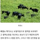 하빈염소농장 이미지